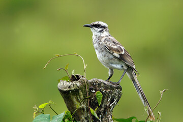 Closeup shot of a wild Brown Sparrow Standing on a piece of Wood with Trees in the Background.