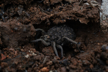 spider with small baby spiders