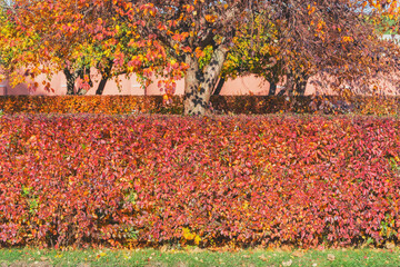 Plants with red leaves along the private house.