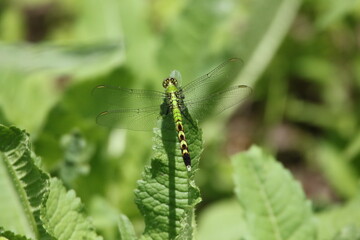 Green dragonfly