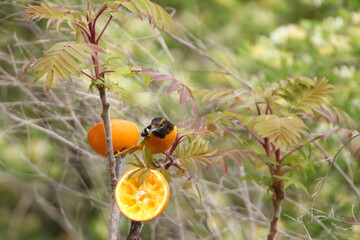 Oriole eating an orange