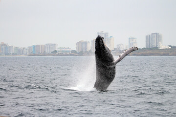 Long Shot of a Humpback  Whale Jumping in the water next to a City 