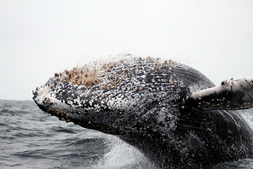 Closeup of a Humpback  Whale Jumping in the water at Ecuador 