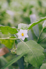 White Eggplant Flower
