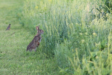 Bunny in a meadow