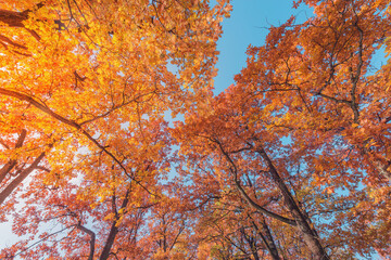 Oak tree branches at autumn morning.