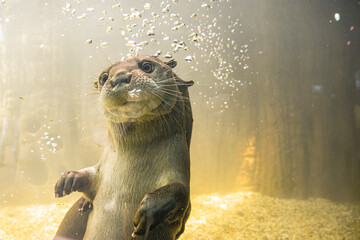 otter in the water