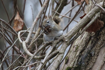 Fox squirrel