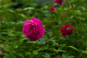 pink rose in garden