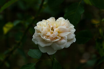 rose in the garden