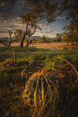 Blooming Round Cactus on a Background of Joshua Trees