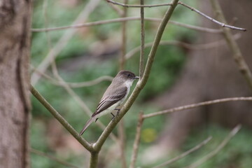 Eastern phoebe