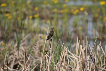 Red winged blackbird in a meadow