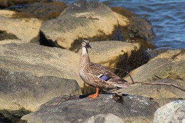 Mallard and duckling