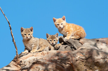 feral wild cat kittens at home in a hollow tree in far north South Australia.