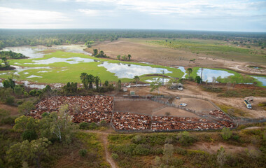 mustering braham cattle  on the flood plains near the gulf of carpentaria North Queensland, Australia.