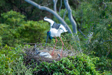Jabiru or black necked stork on nest with young in  far north Queensland, Australia.