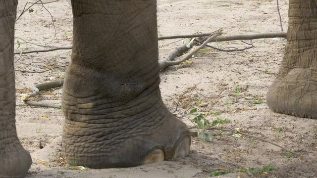 Close up view of the feet of an walking elephant