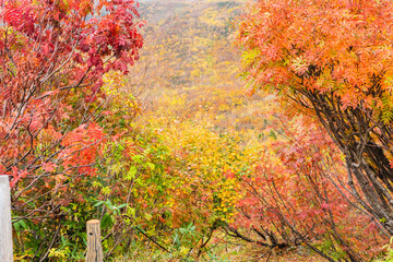 カラフルな秋の紅葉（赤・黄・オレンジ）秋の立山黒部アルペンルート　黒部平の紅葉