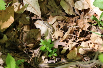 Common gartersnake