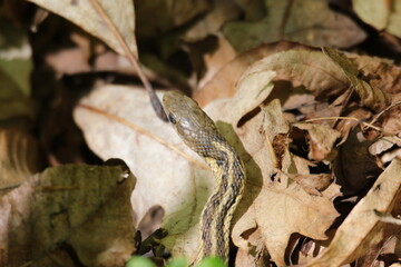 Common gartersnake