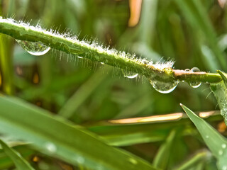 Dew drops on leafe blade