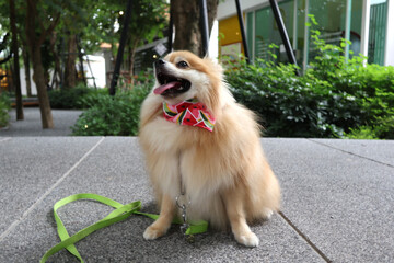 Brown color fluffy Pomeranian with happy smiling face sitting on the ground