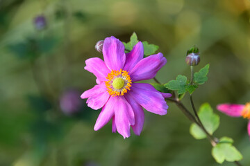 ピンク色の萼が花びらのように見えるシュウメイギク