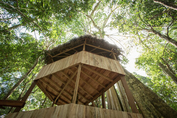 tree canopy and treehouse