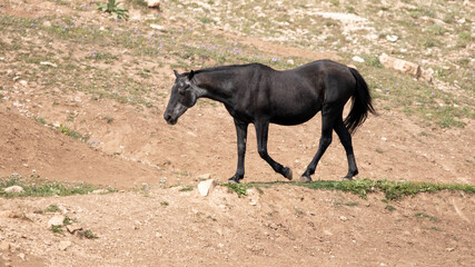 Black Sabino Wild Horse Mare in the red dirt desert in the Pryor Mountains Wild Horse Refuge...