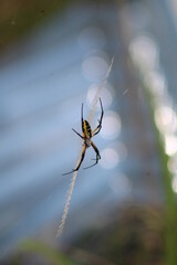 Garden spider in web