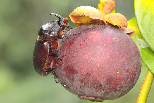 A Rhinoceros beetles looking for prey in a mangosteen tree. This insect has the scientific name Oryctes rhinoceros. 