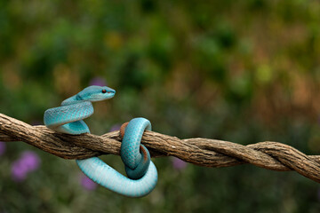 Snake perched on a tree branch