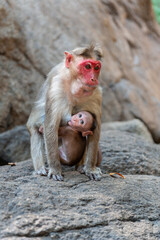 A monkey breastfeeds its baby 