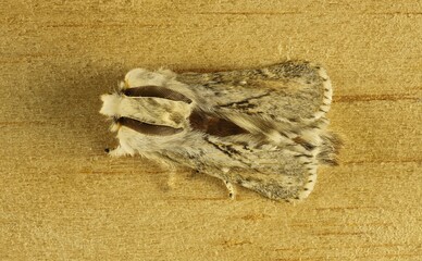 Enlarged dorsal close-up of Lined Porela (Porela delineata) moth
