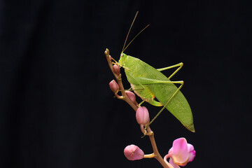 A katydid is looking for prey in the bushes.