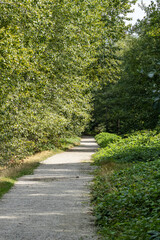 quiet walking trail in the park surrounded by dense green foliage on a sunny day