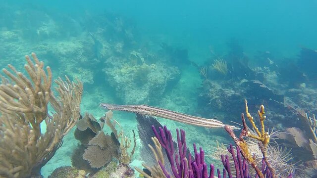 Close up of a trumpetfish swimming in slow motion in the coral of the florida Keys