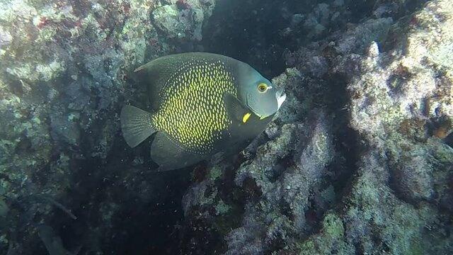 Grey French Angelfish swimming in the Coral of the Florida Keys