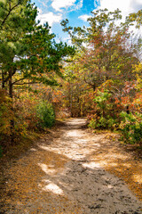path in the autumn forest