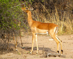 Impala ewe nibbles on the green leaves of a thorn bush