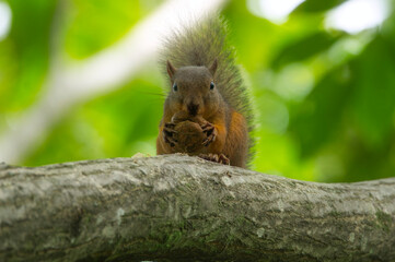 Obraz premium ニホンリス(食事中)(正面)
