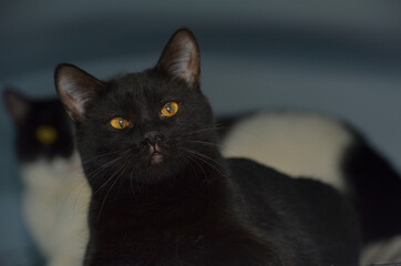 black shorthaired cat with yellow eyes