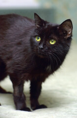 elderly old black cat lies on the couch