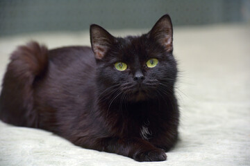 elderly old black cat lies on the couch