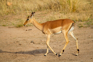 Young impala ewe isolated walking in the wild
