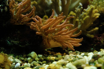 Naklejka na ściany i meble Sea anemones underwater. Aquatic animals. Underwater life.