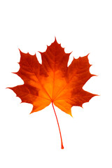 Autumn maple leaf isolated on white background