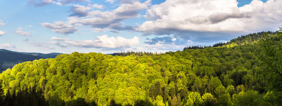 Carpathians mountain forest © Sergii Figurnyi