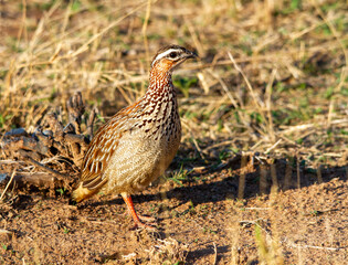 A crested francolin isolated in the wild
